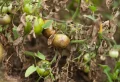 Comment assainir la terre après le mildiou naturellement ? Quoi planter après les tomates ?