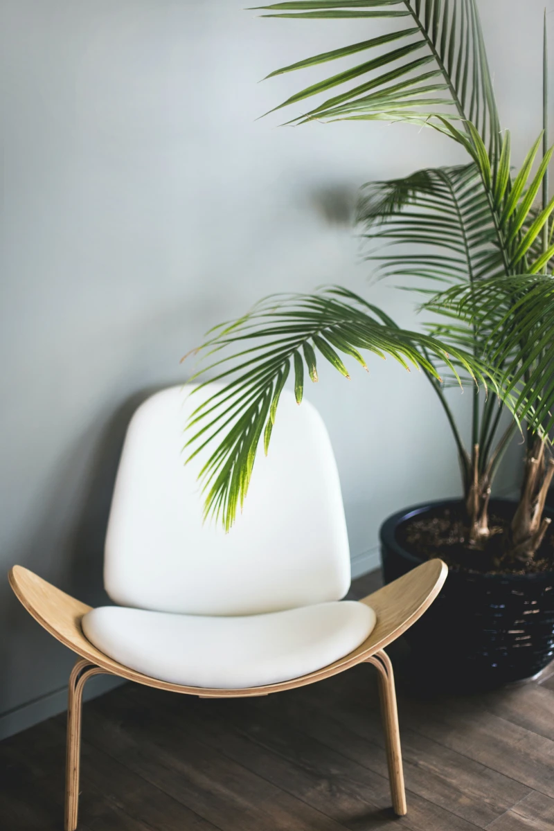 chaise blanc et bois parquet fonce pot noir palmier interieur