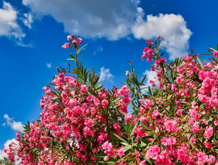 ciel bleu nuage arbuste fleurie laurier rose invasion pucerons traitement