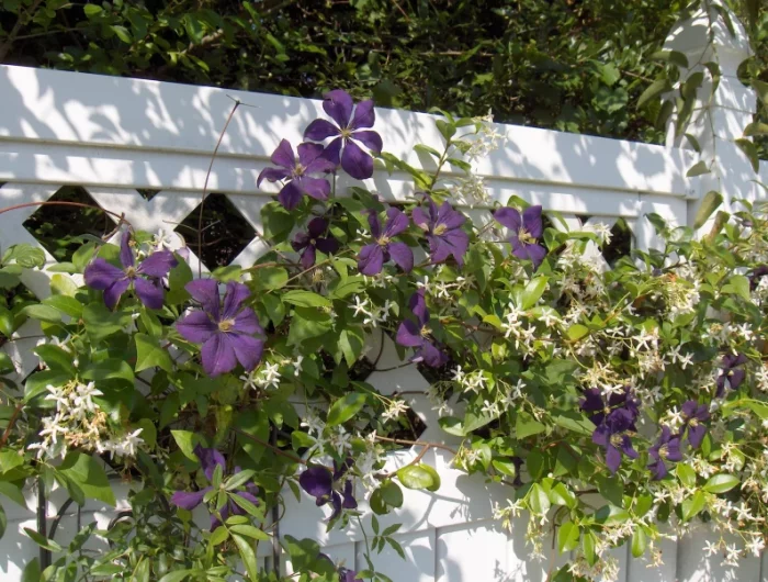 clematite et jasmin mur blanc jardin