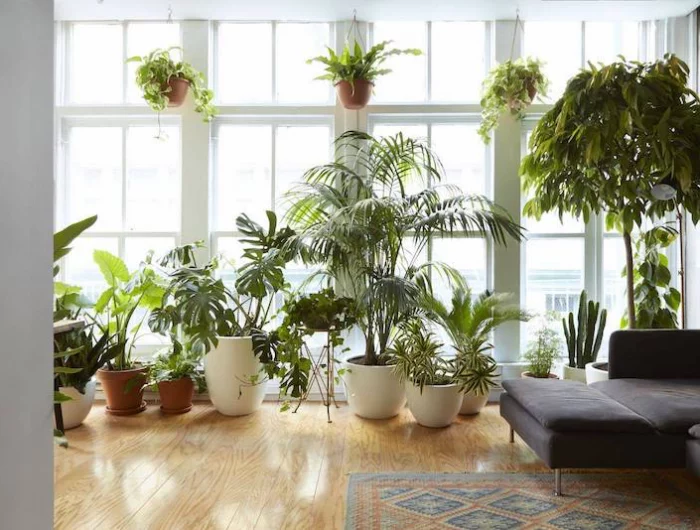 combien de temps peut une plante vivre sans eau et résister ala chaleur chambre au plantes dinterieur