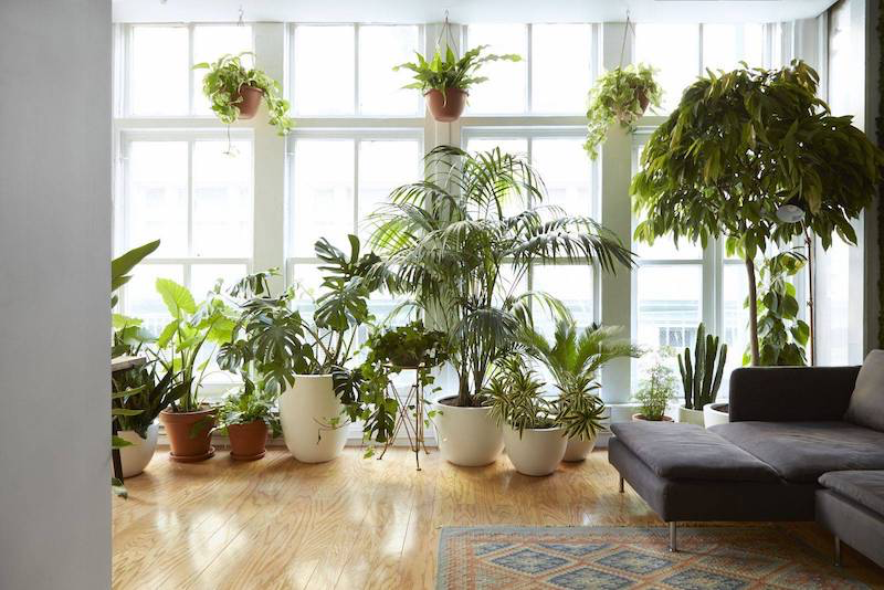 combien de temps peut une plante vivre sans eau et résister ala chaleur chambre au plantes dinterieur