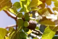 Comment faire mûrir des figues encore vertes ? Le guide complet
