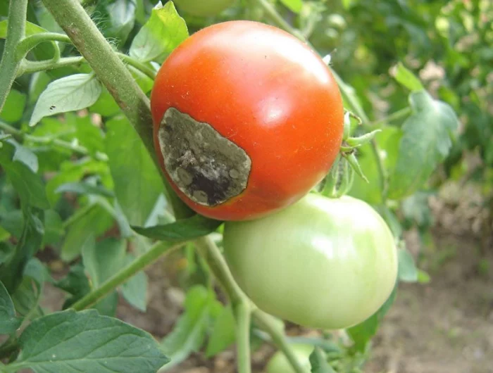 comment assainir la terre apres le mildiou et quoi planter apres les tomates tomate rouge au mildiou et tmate vert sain