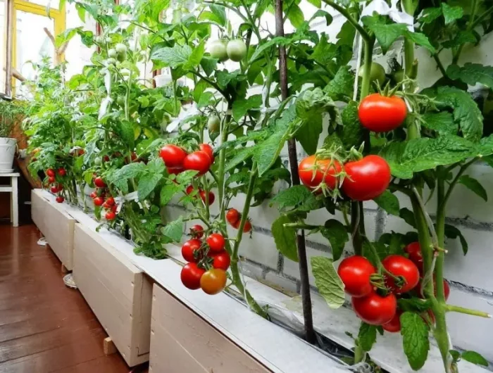 comment avoir beaucoup de tomates sur un pied