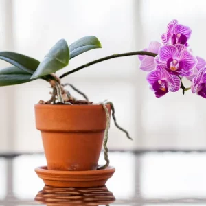 Pourquoi les racines de mon orchidée sortent du pot ?