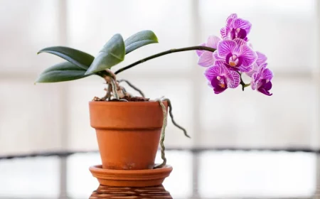 comment avoir une belle orchidee astuces et conseils