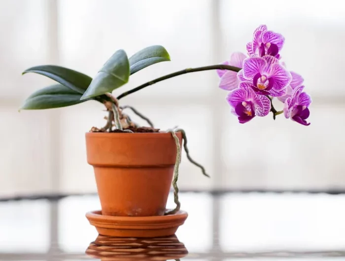 comment avoir une belle orchidee astuces et conseils