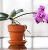 comment avoir une belle orchidee astuces et conseils