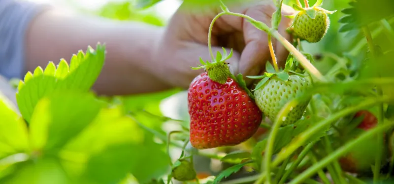 comment avoir une recolte abondante de fraises