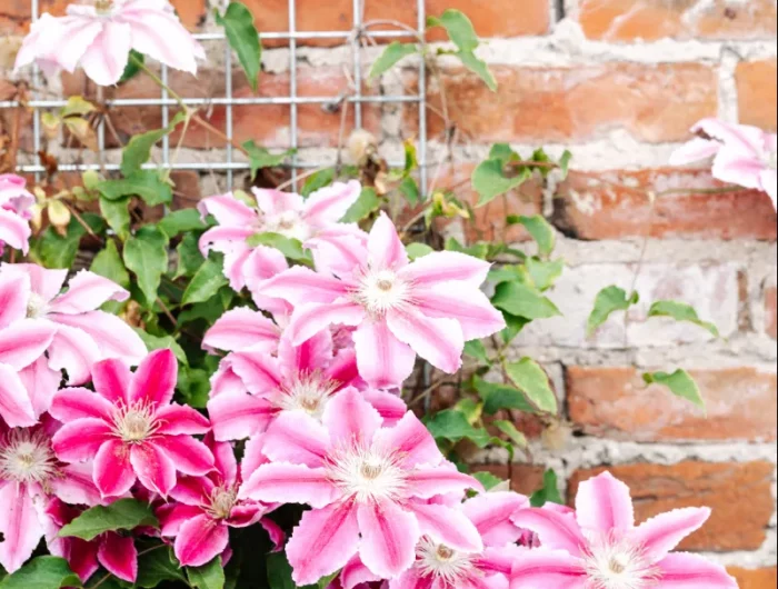 comment cacher un mur vilain des regards plante grimpante persistant exterieur fleurs rose