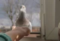 Recettes de grand-mère pour faire fuir les pigeons sans revenir !