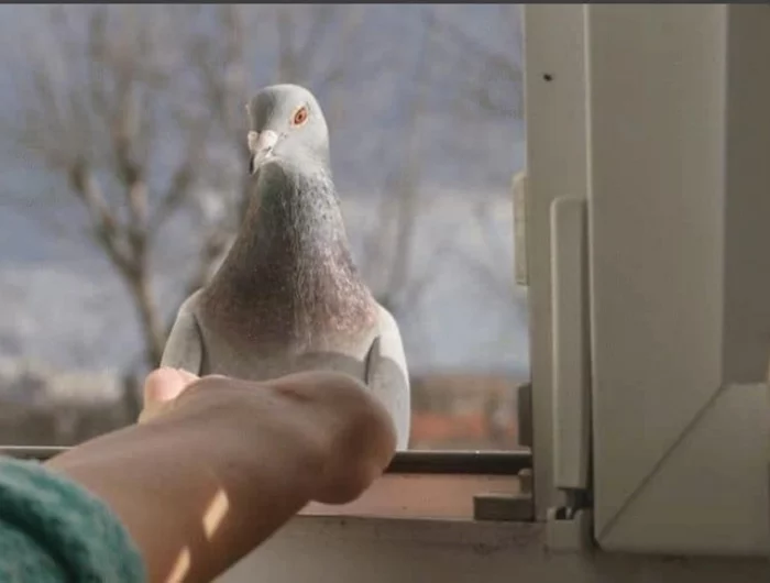 comment chasser les pigeons de la fenetre main tendue
