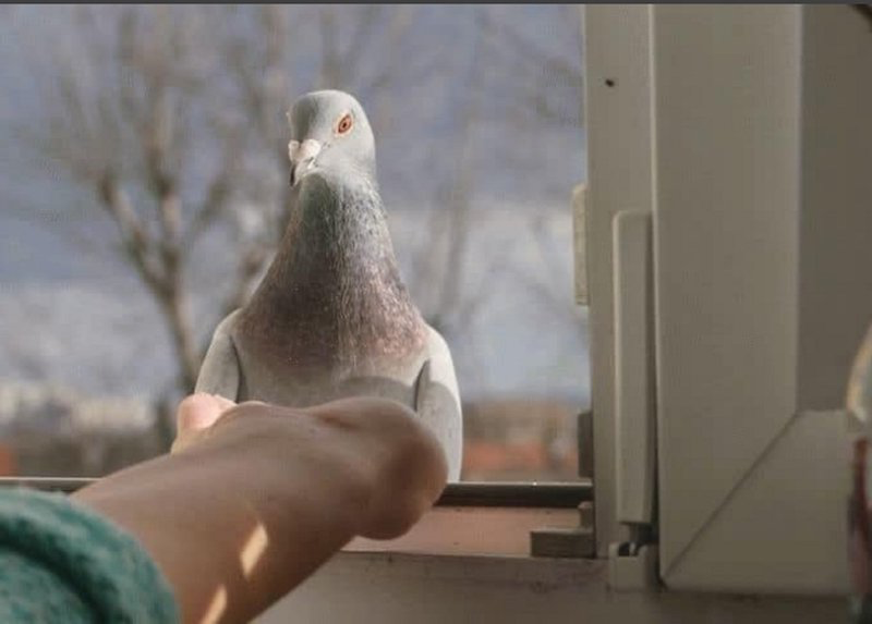 comment chasser les pigeons de la fenetre main tendue