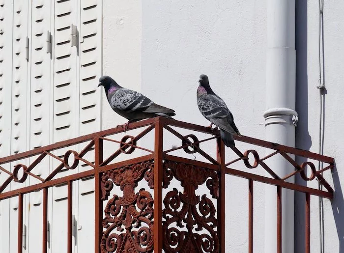 comment chasser les pigeons de la maison 2 pigeons sur une terrasse