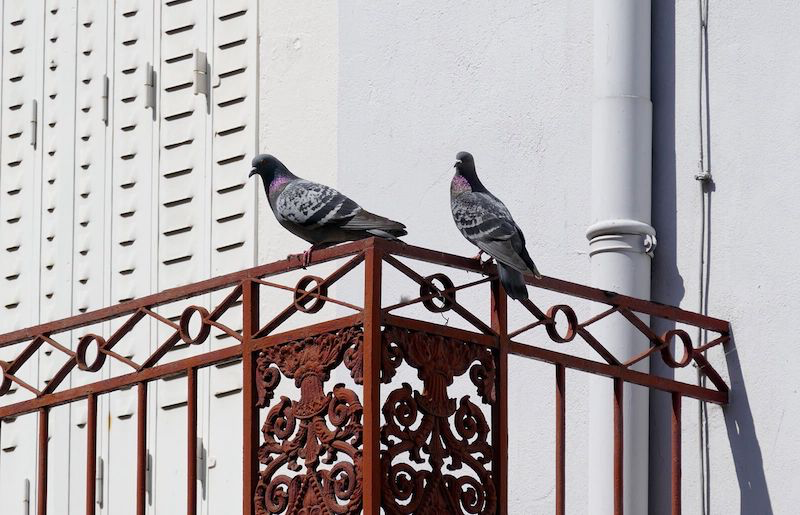 comment chasser les pigeons de la maison 2 pigeons sur une terrasse
