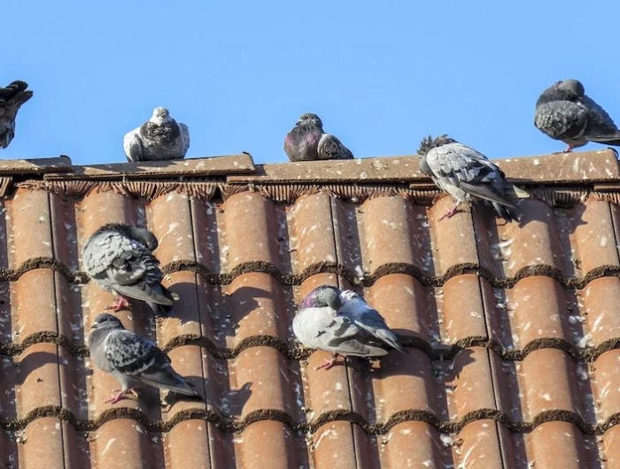 comment chasser les pigeons de son toit invasion de pigeons sur un toit