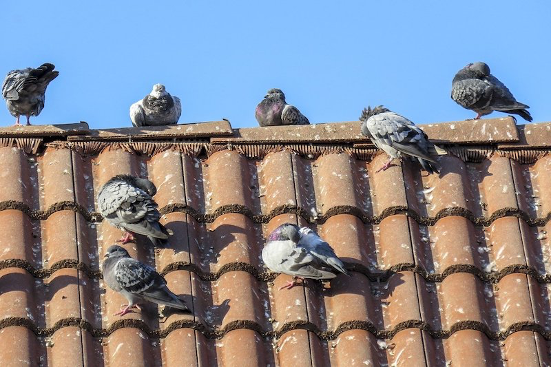 comment chasser les pigeons de son toit invasion de pigeons sur un toit