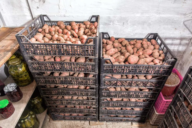 comment conserver les pommes de terre dans cagettes endroit sec