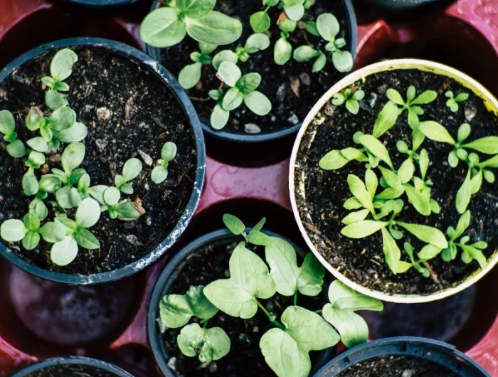 comment conserver un plant de basilic dans la maison des jeunes tiges de basilic