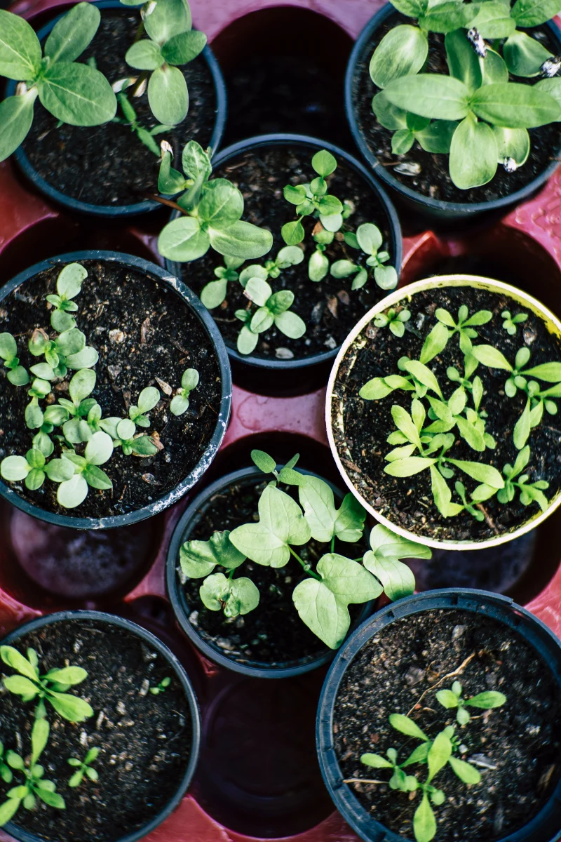 comment conserver un plant de basilic dans la maison des jeunes tiges de basilic