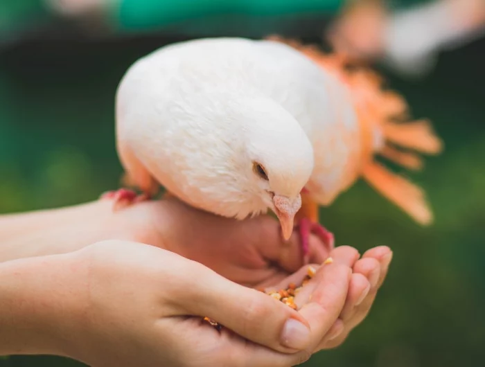 comment empecher les pigeons de venir sur le balcon deux mains nourrissant un pigeon blanc