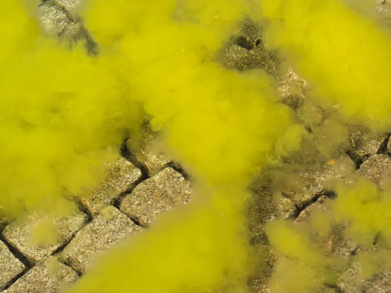 comment enlever les algues au fond d une piscine