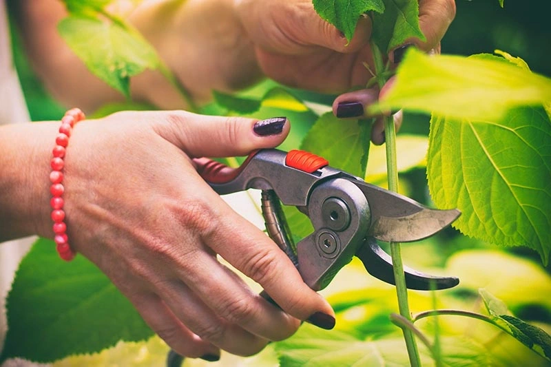 comment faire des boutures d hortensia propagation enracinement