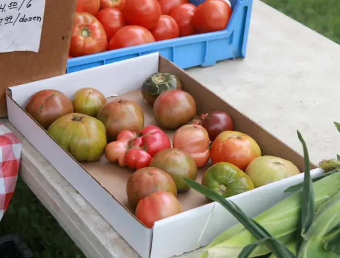 comment faire murir des tomates deja cueillies des tomates dans une boite en carton