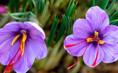 comment faire pousser du safran chez soi fleur violette feuilles vertes