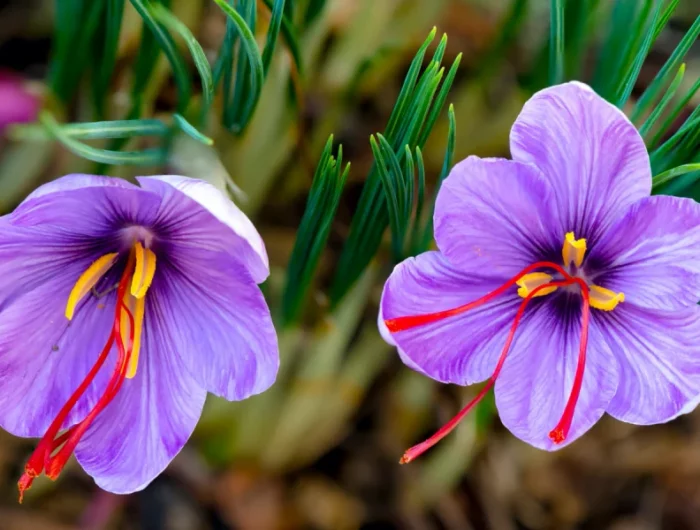 comment faire pousser du safran chez soi fleur violette feuilles vertes