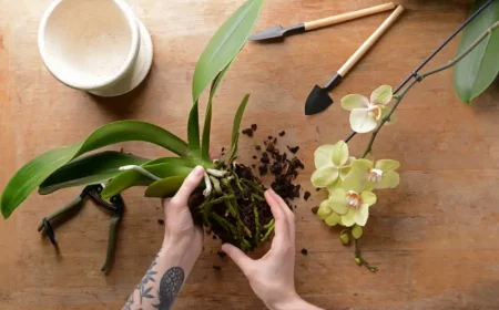 comment faire pousser une orchidee rempotage d une orchidee sur une table