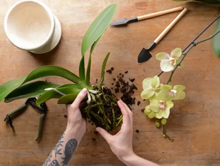 comment faire pousser une orchidee rempotage d une orchidee sur une table