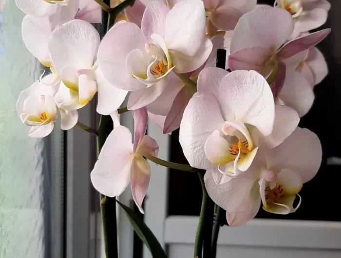 comment faire pousser une tige d orchidee une belle orchidee sur la table