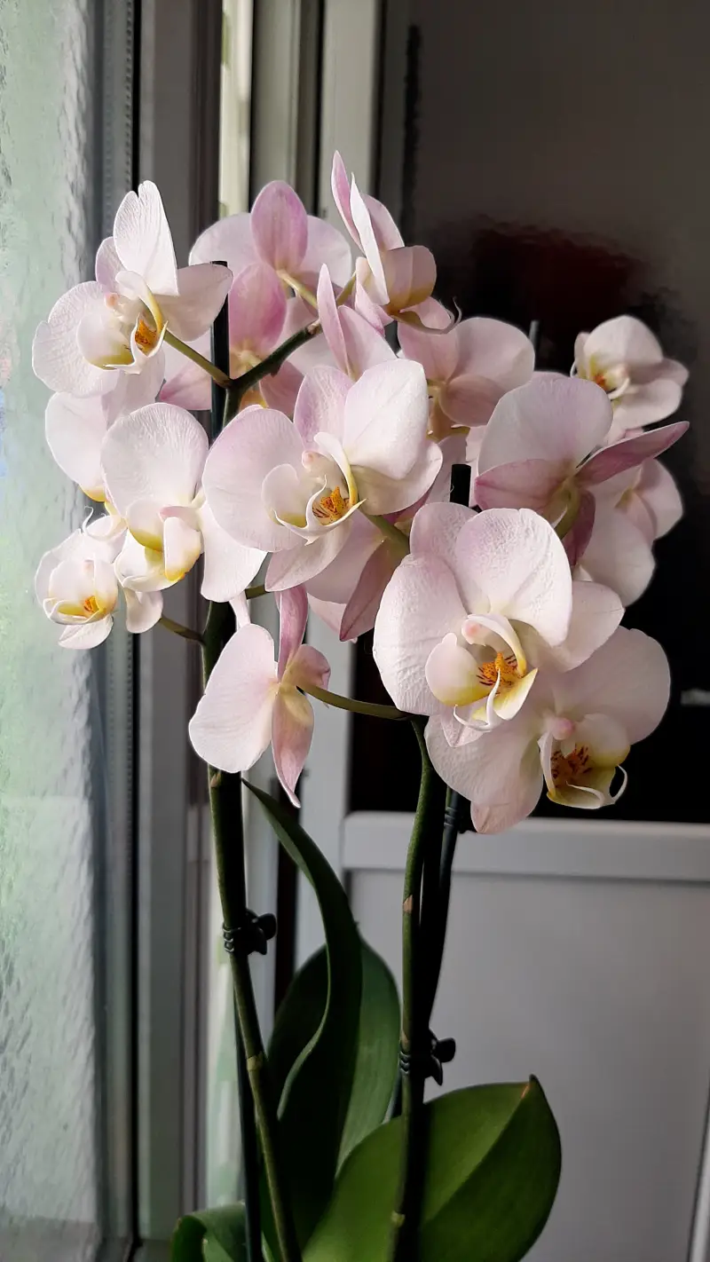 comment faire pousser une tige d orchidee une belle orchidee sur la table