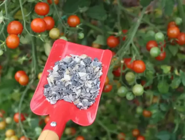comment faire rougir des tomates mettre de l'engrais sur les tomates