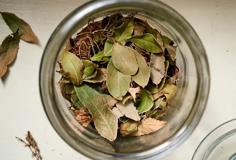 comment faire secher des feuilles de laurier dans un bocal