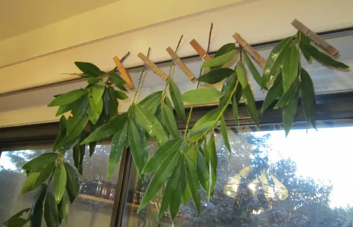 comment faire secher des feuilles de laurier suspendus du plafond