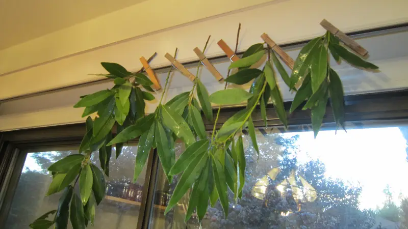 comment faire secher des feuilles de laurier suspendus du plafond