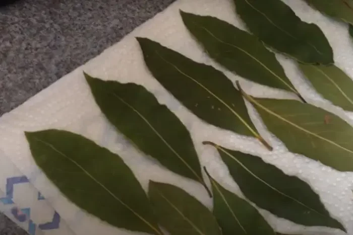 comment faire secher des feuilles rapidement sur du papier