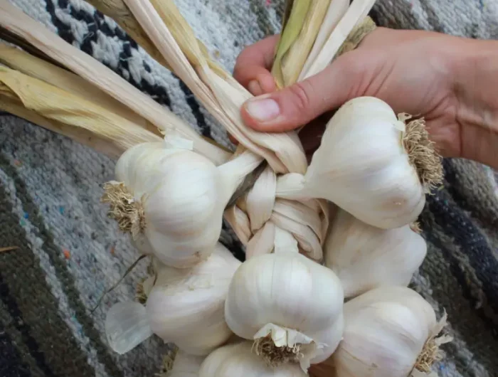 comment faire une tresse d ail une femme qui tresse les feuilles de l ail