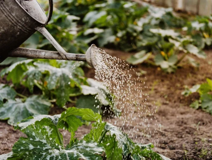 comment filtrer l eau d une gouttiere un arrosoir jardin