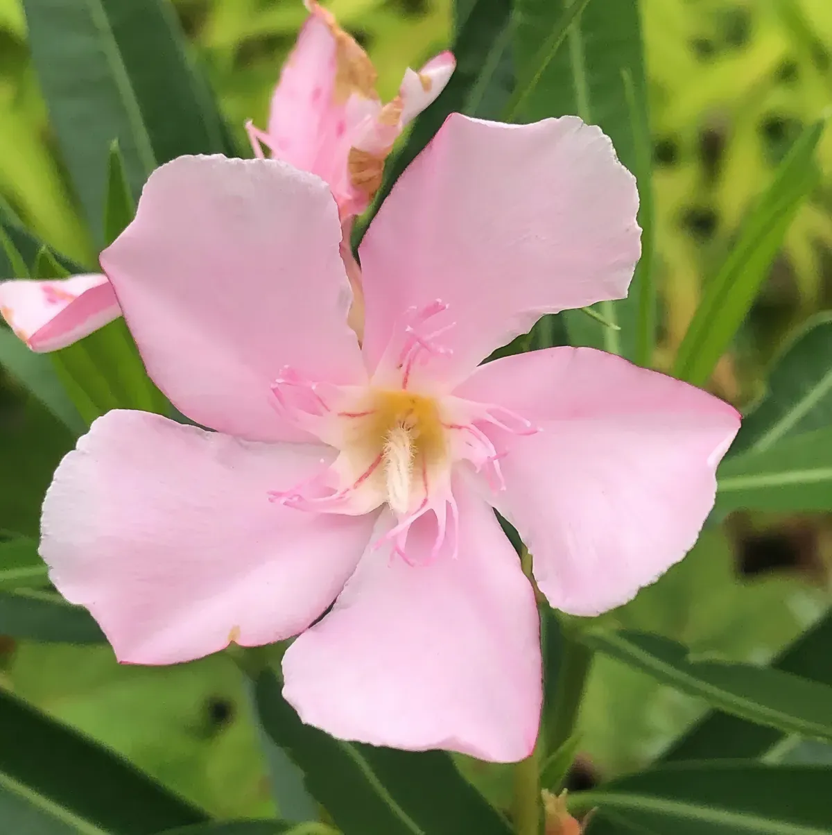 comment peut on stimuler la floraison des plantes tropicales