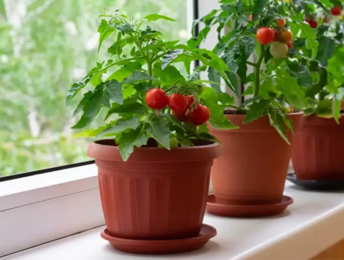 comment planter des tomates trois pots de tomates cerises a cote de la fenetre