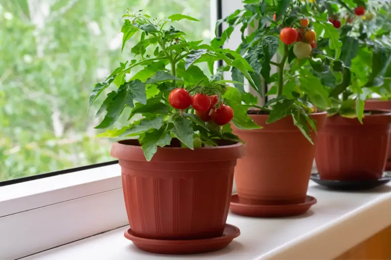 Tomate cerise : planter et cultiver – PagesJaunes