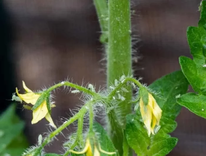 comment proteger les tomates des insectes nuisibles astuces de grand mere