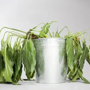 Comment sauver une plante desséchée ? Conseils et astuces