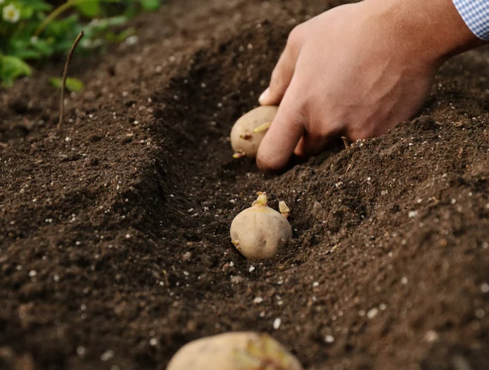 comment savoir quand recolter les pomme de terre à planter une main mettant patatos dans la terre