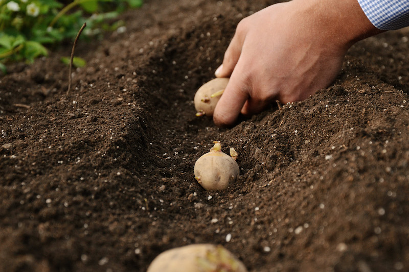 comment savoir quand recolter les pomme de terre à planter une main mettant patatos dans la terre