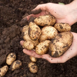 Comment savoir quand récolter les pommes de terre pour les conserver plus longtemps ?